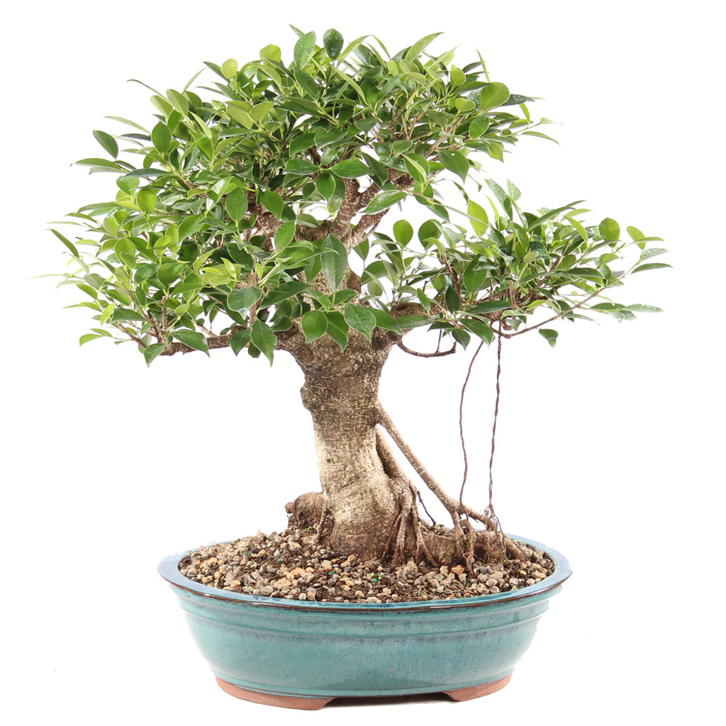Golden Gate Ficus - ST9625GGF-M
