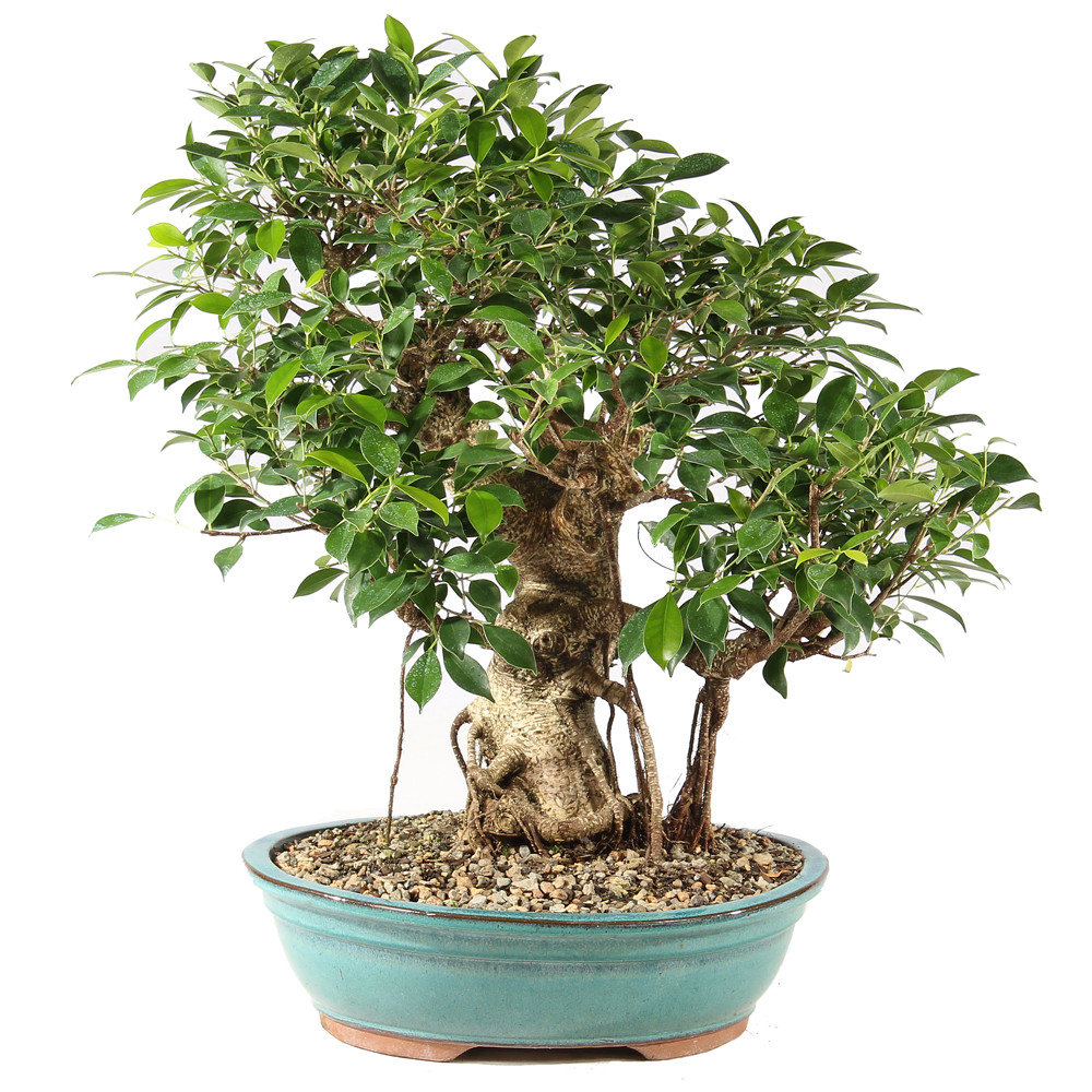a bonsai tree in a pot