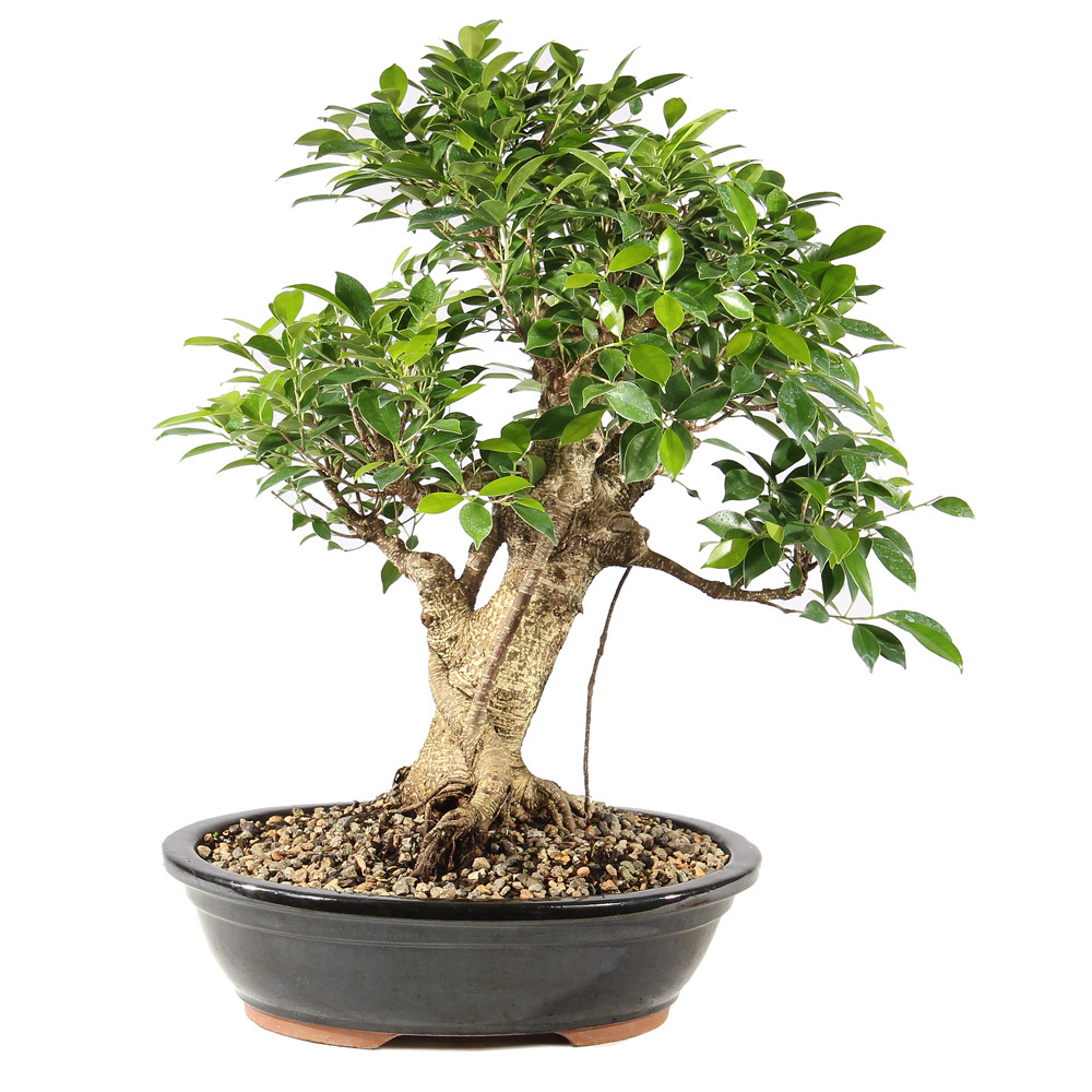 Golden Gate Ficus - ST9625GGF-S