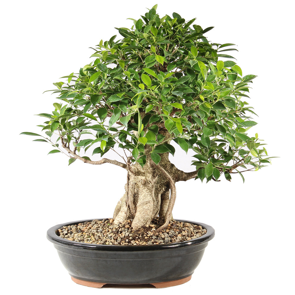 a bonsai tree in a pot