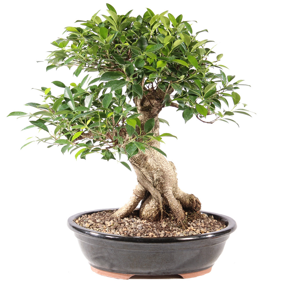 Golden Gate Ficus - ST9625GGF-Y