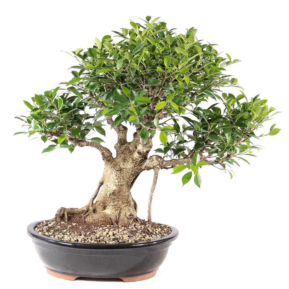 Golden Gate Ficus - ST9725GGF-B