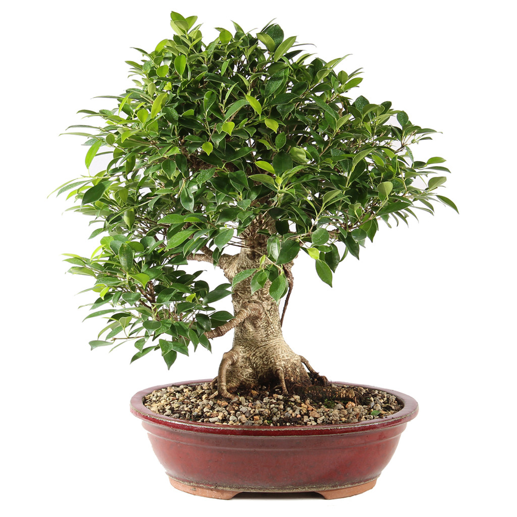 Golden Gate Ficus - ST9725GGF-E