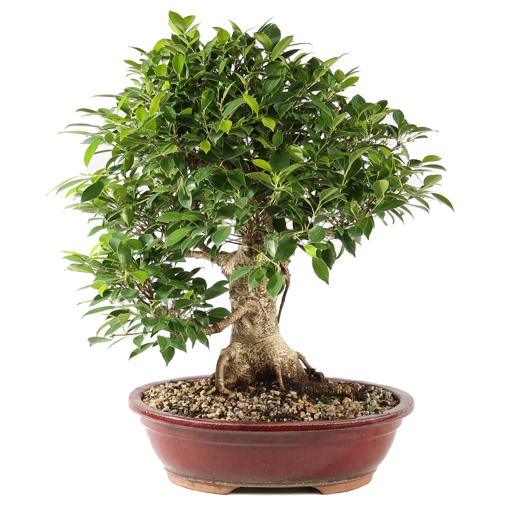 a small tree in a pot