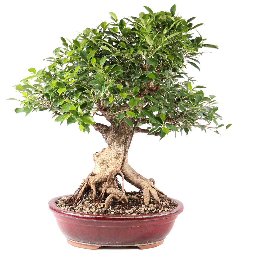 Golden Gate Ficus - ST9725GGF-F