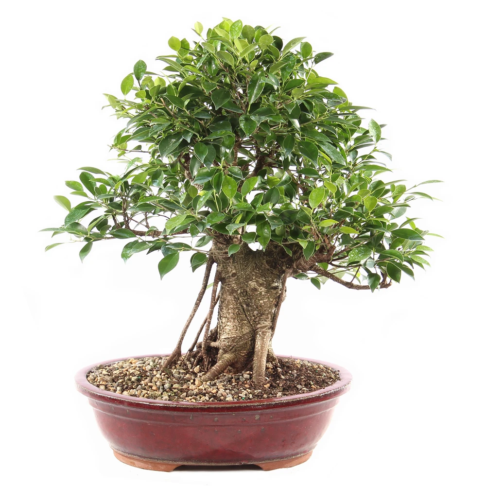 a small tree in a pot