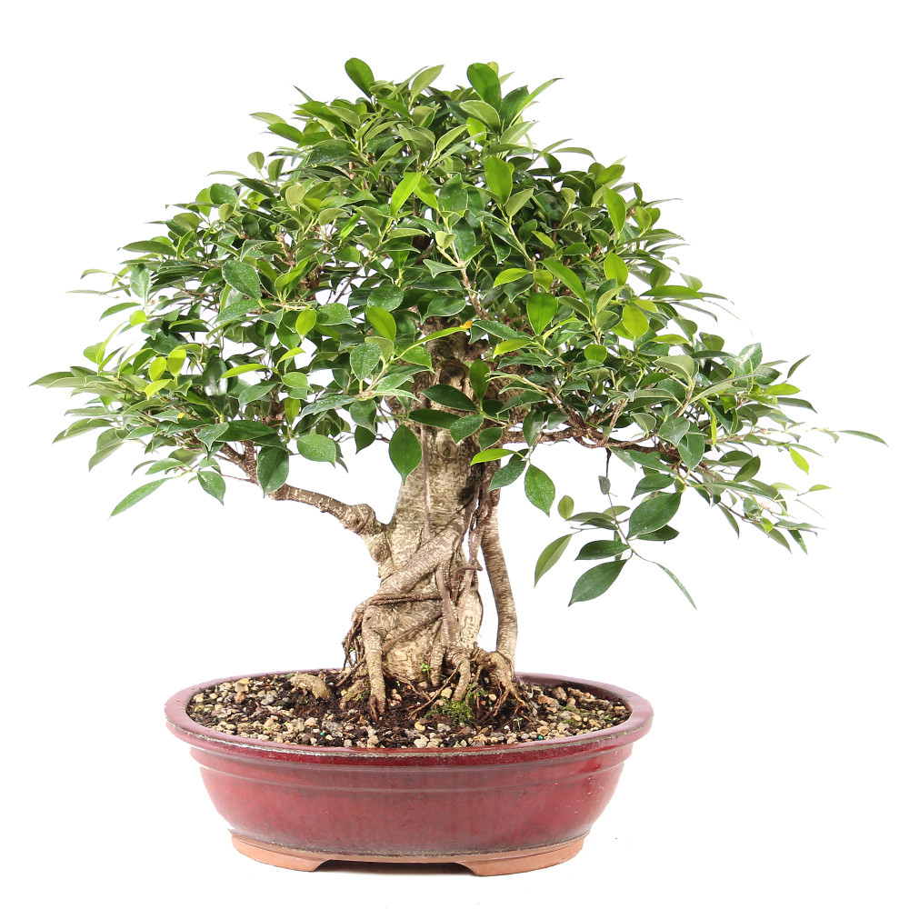 Golden Gate Ficus - ST9725GGF-I