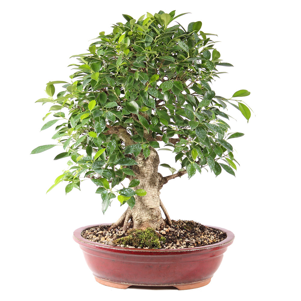 Golden Gate Ficus - ST9725GGF-K