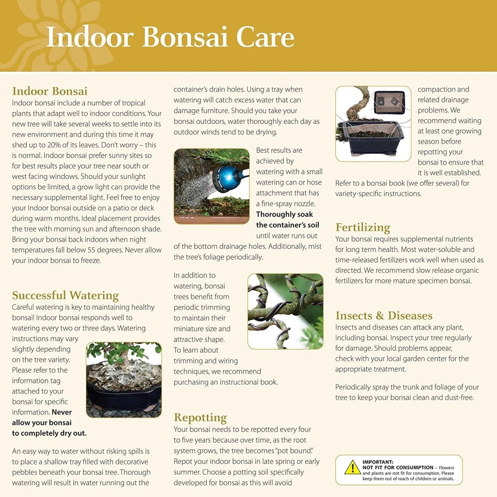 a close-up of a bonsai care