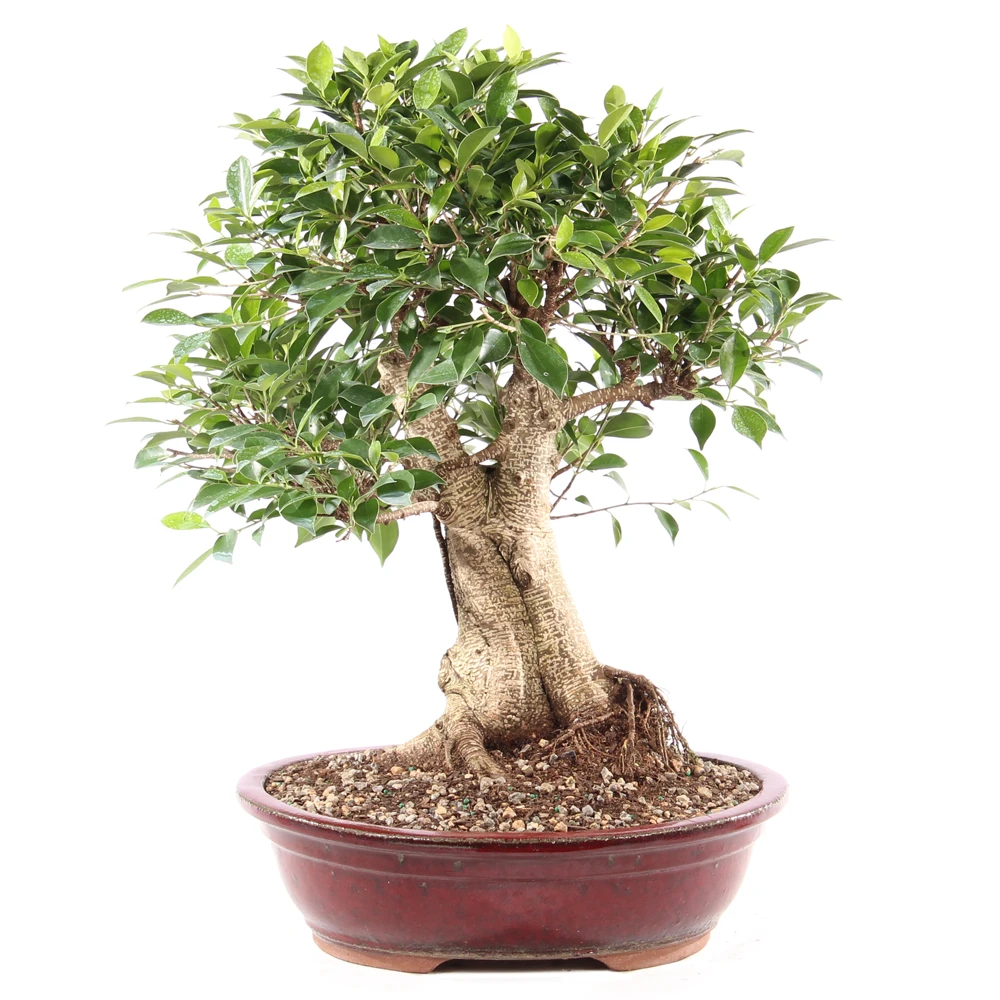 a small tree in a pot