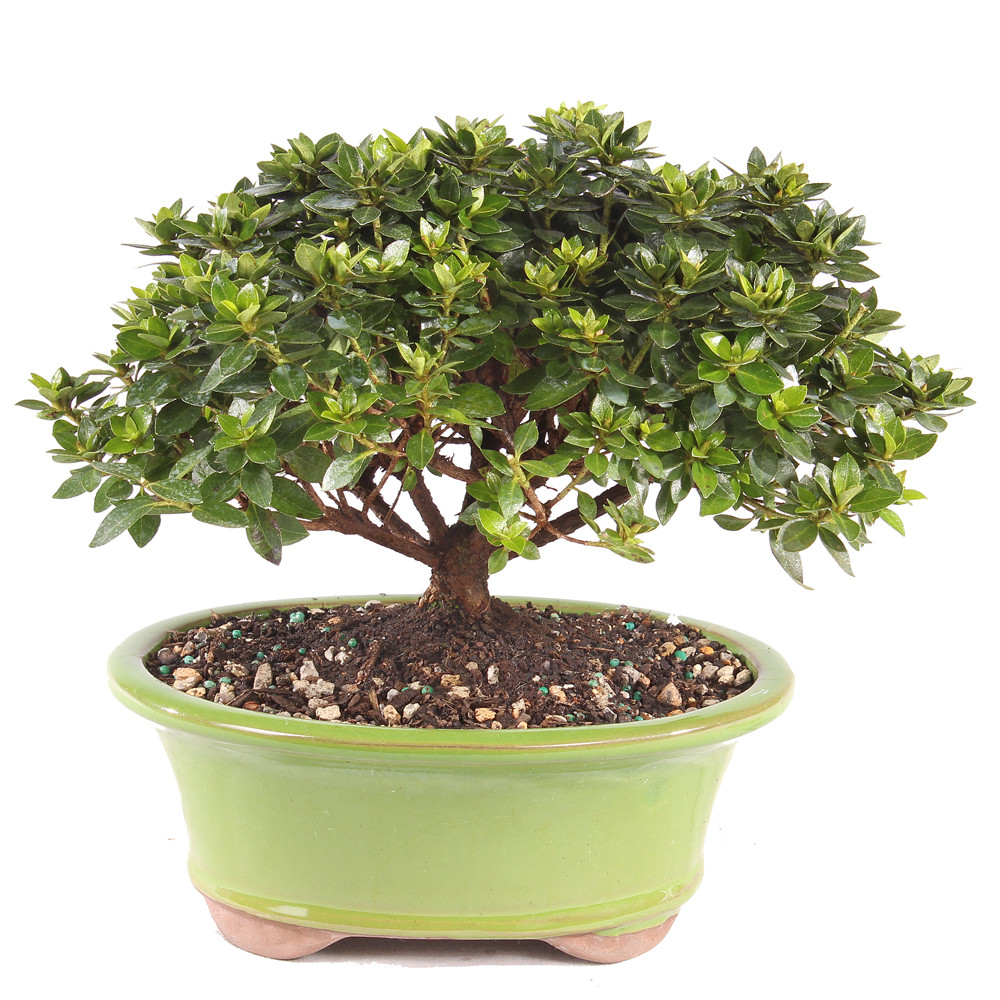 Mediun Satsuki Azalea 'Kazan' bonsai tree 