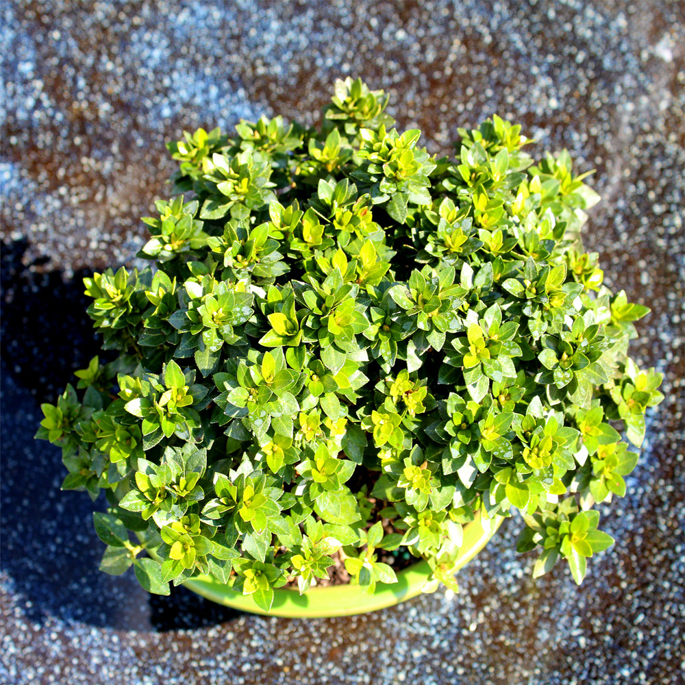 Mediun Satsuki Azalea 'Kazan' foliage view 
