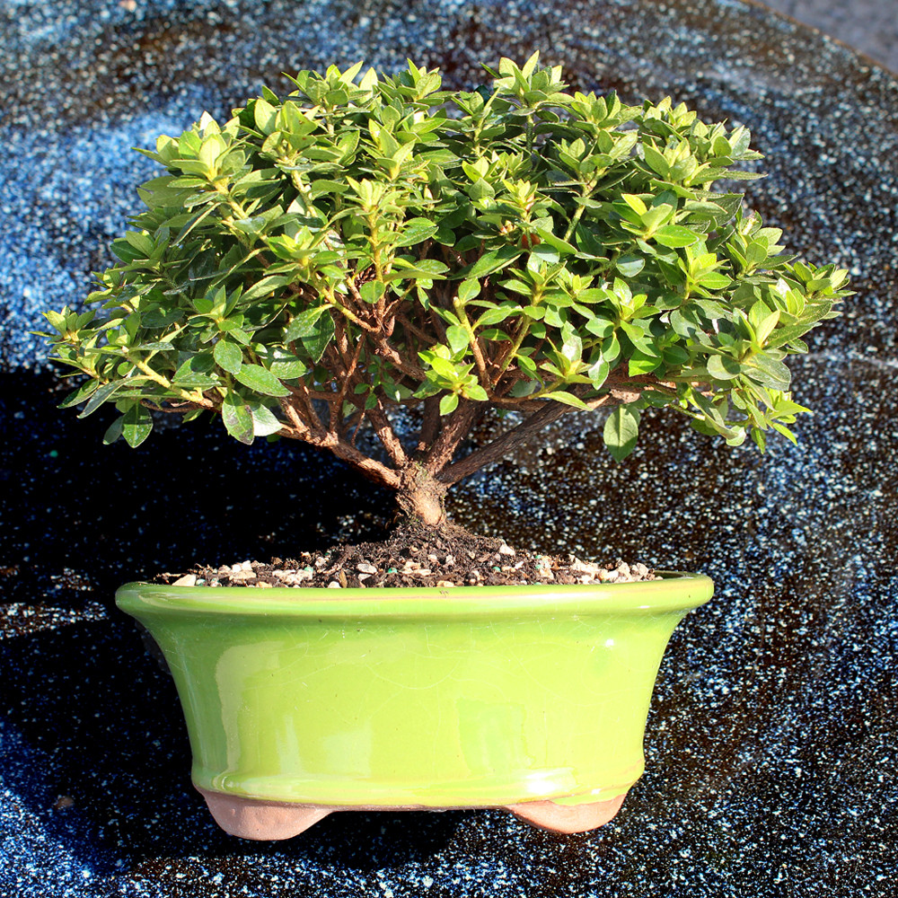 Satsuki Azalea 'Kazan' - DT1025RKA - Brussel's Bonsai