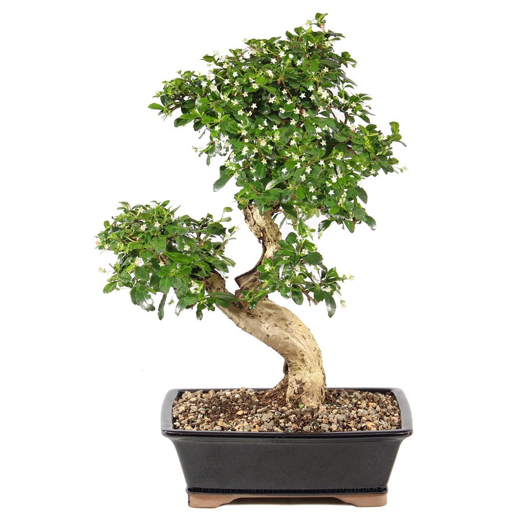Fukien Tea - ST9825FT-A