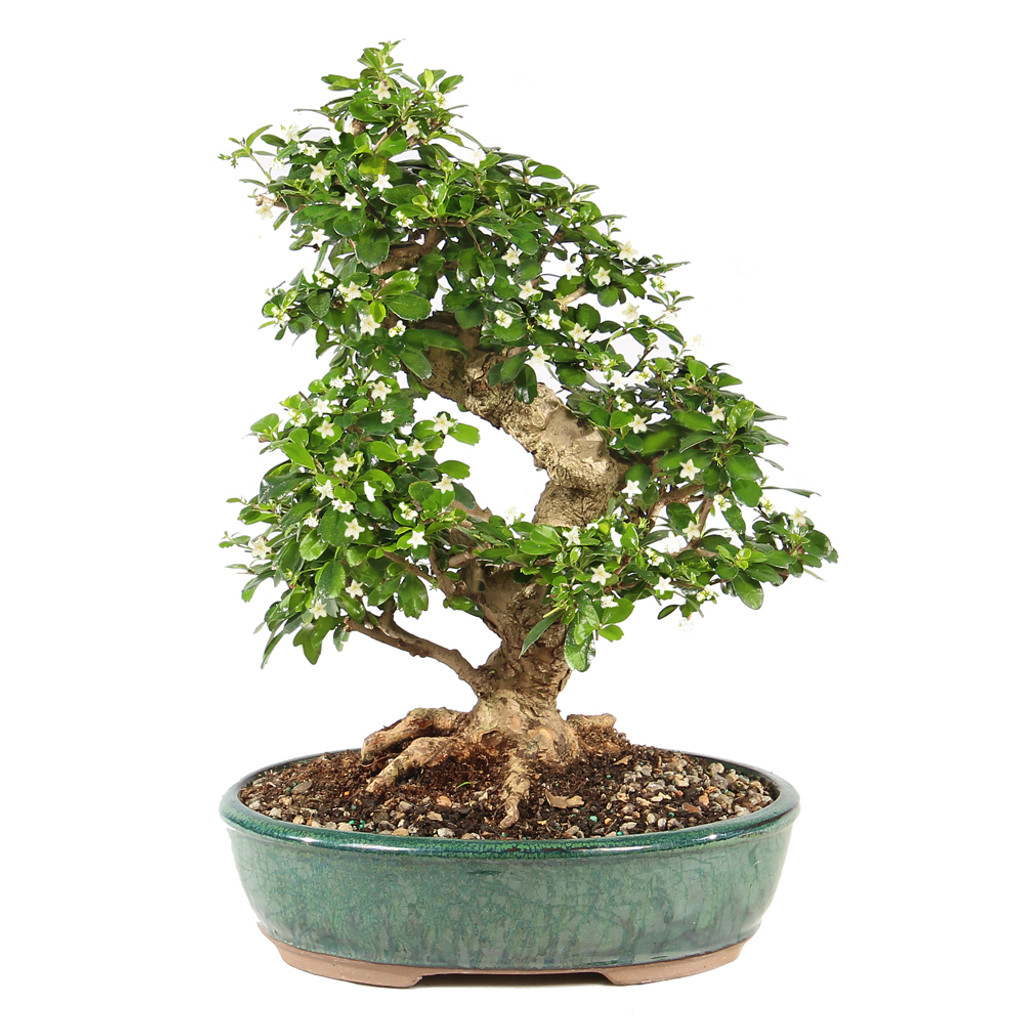 Fukien Tea - ST9825FT-M
