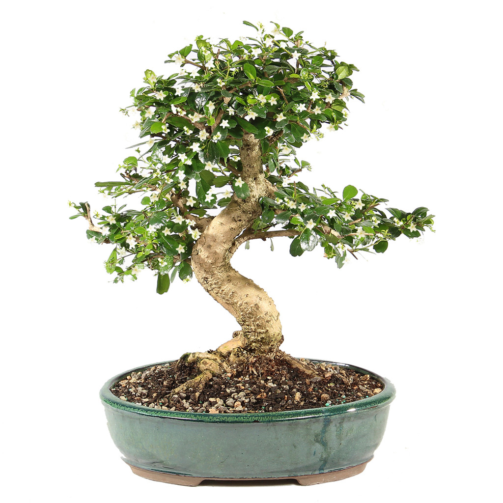 Fukien Tea - ST9825FT-O