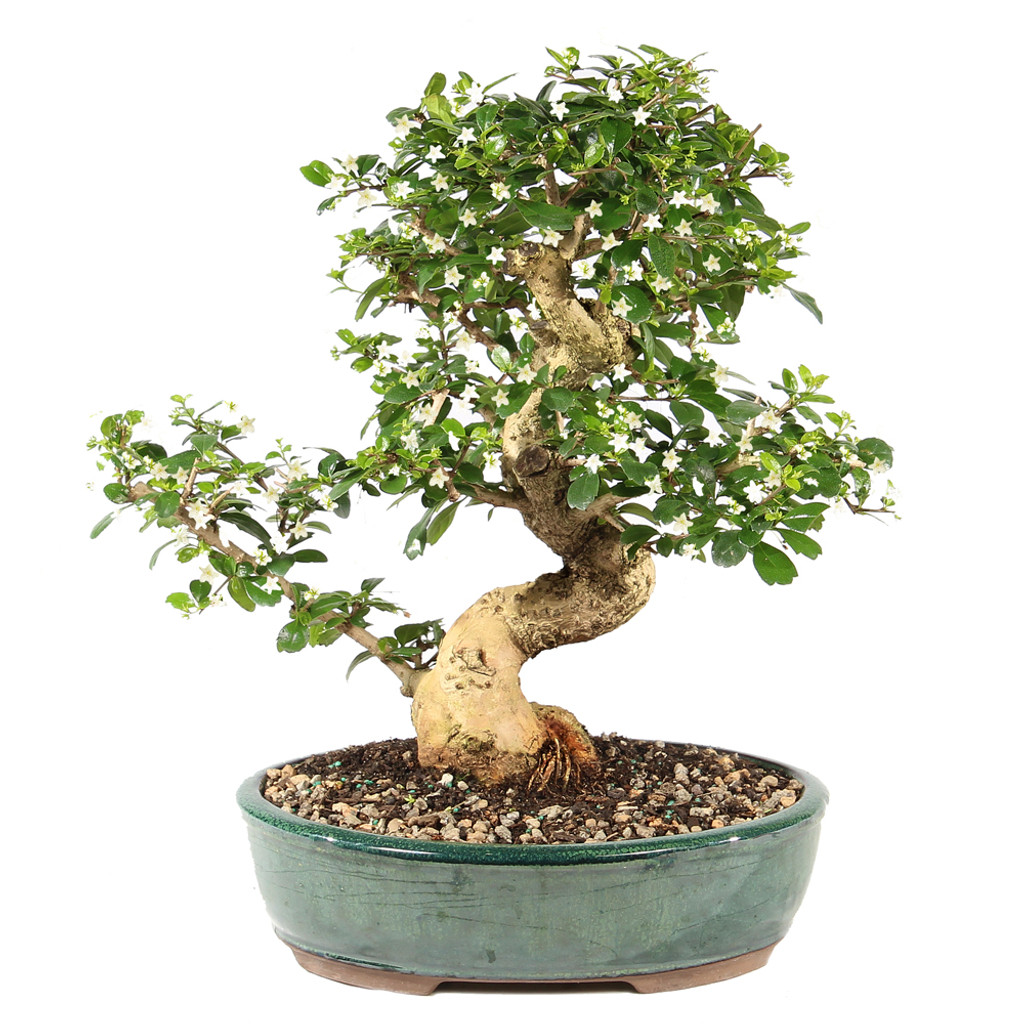 Fukien Tea - ST9825FT-P