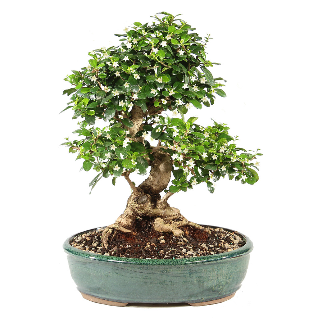Fukien Tea - ST9825FT-U