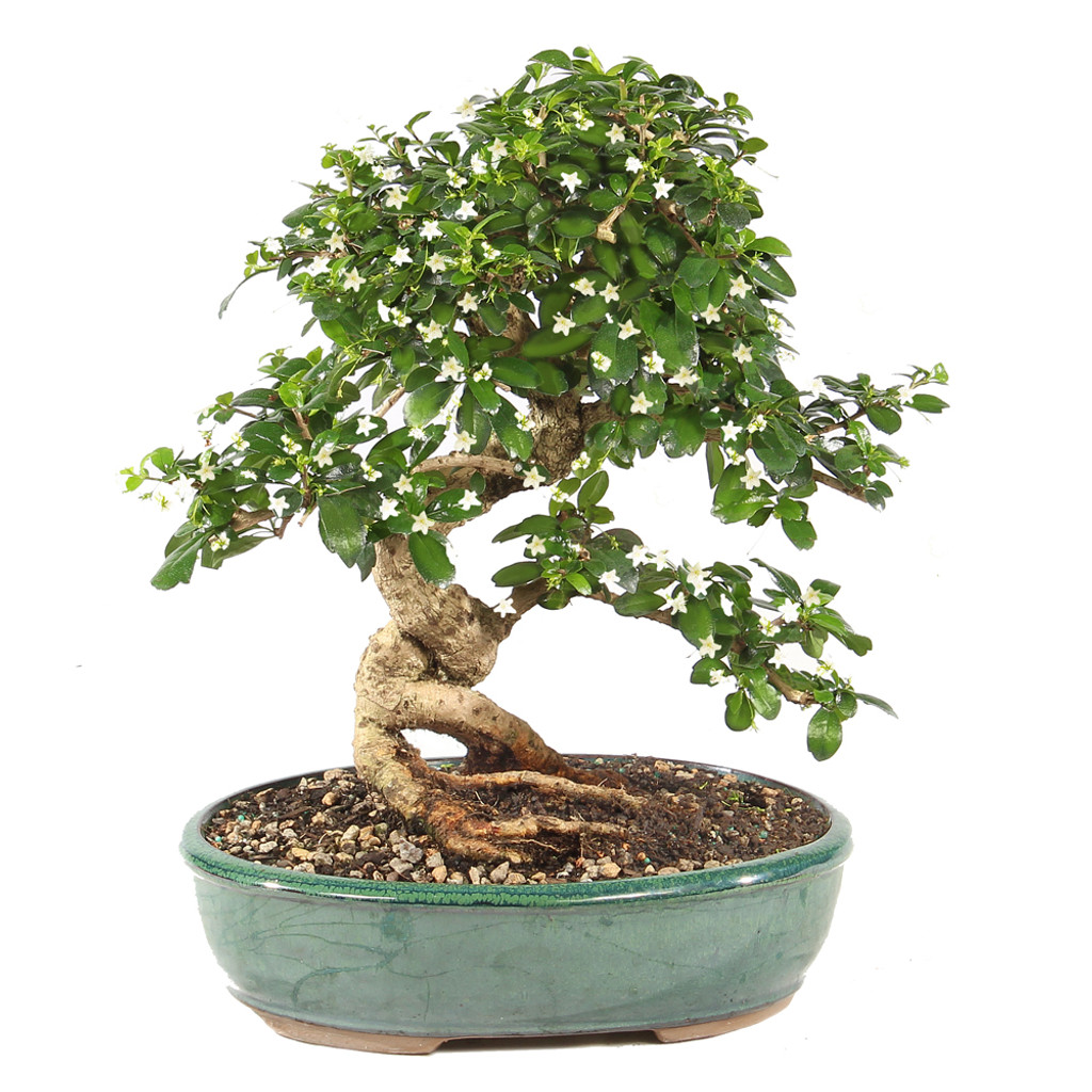 Fukien Tea - ST9825FT-V