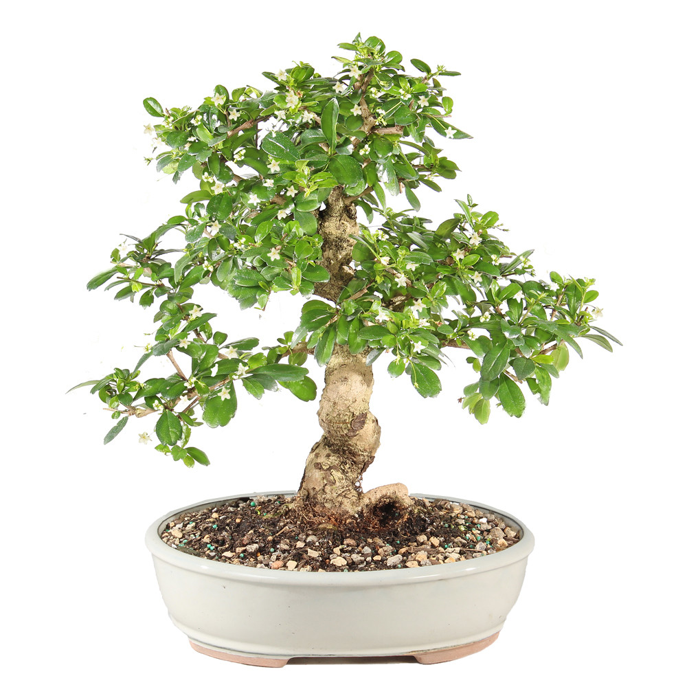 Fukien Tea - ST9925FT-B
