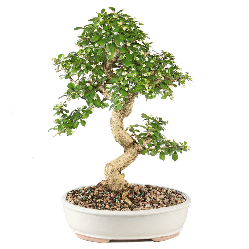 Fukien Tea - ST9925FT-C