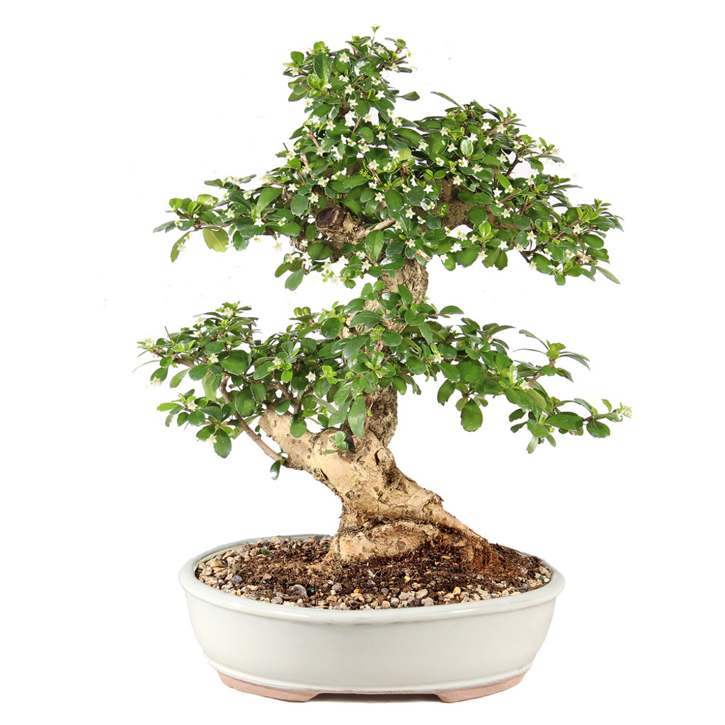 Fukien Tea - ST9925FT-F