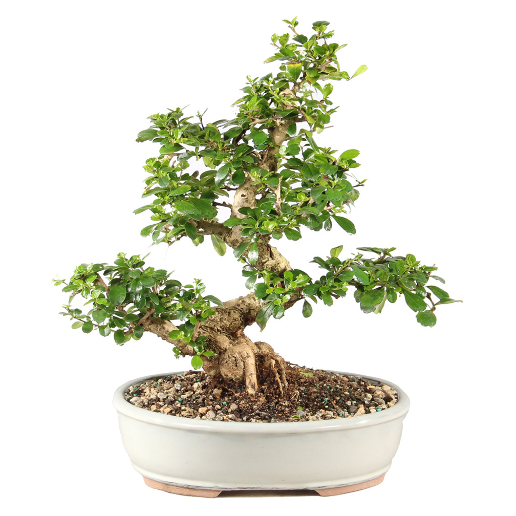 Fukien Tea - ST9925FT-G