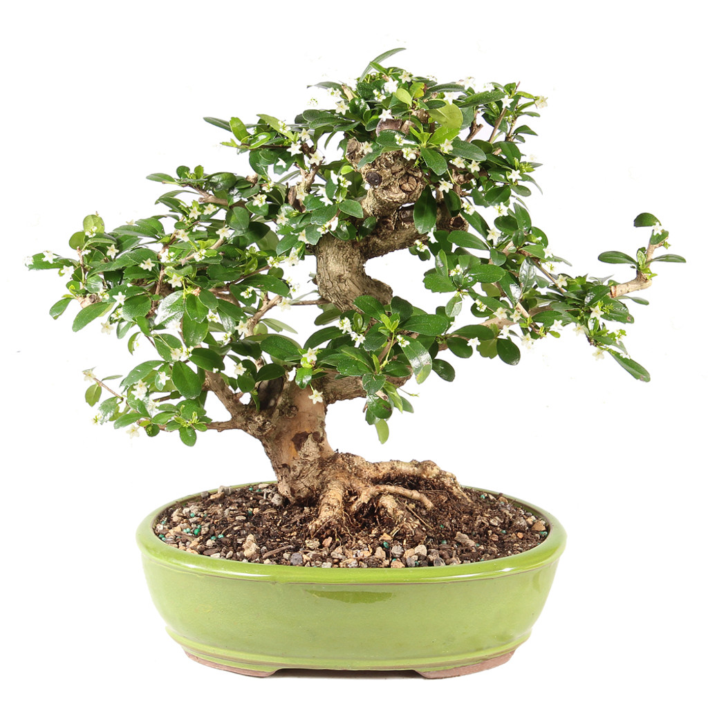 Fukien Tea - ST9925FT-J