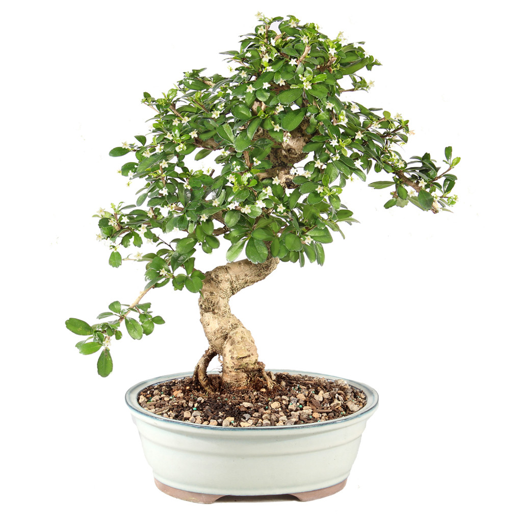 Fukien Tea - ST9925FT-K