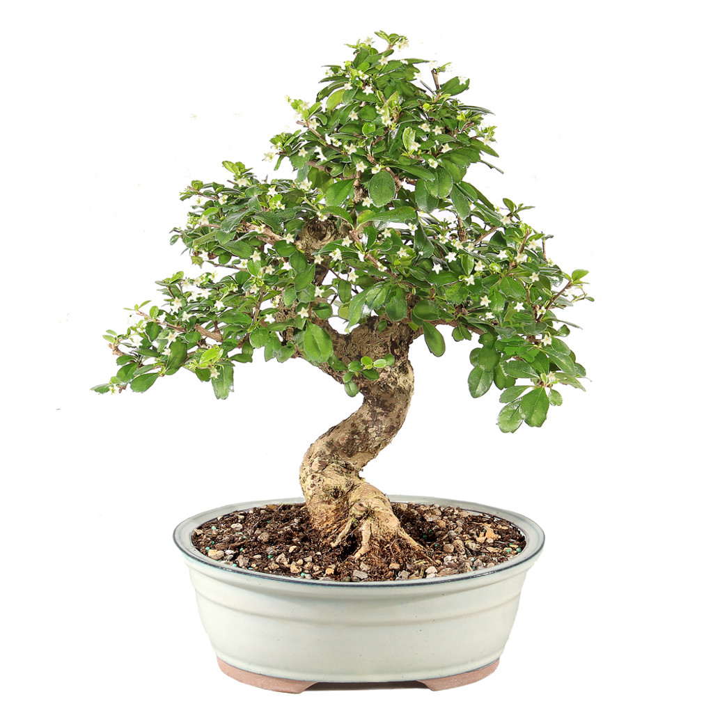 Fukien Tea - ST9925FT-M