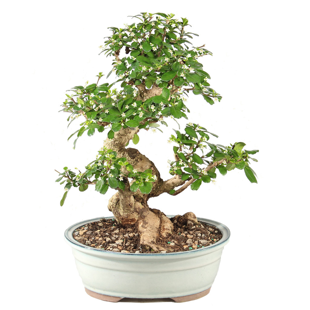 Fukien Tea - ST9925FT-N