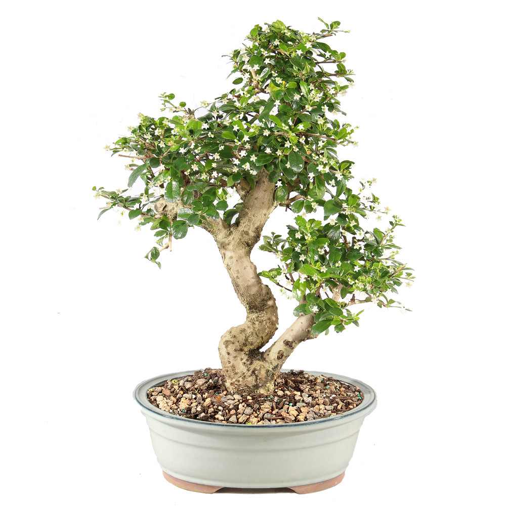 a small tree in a pot