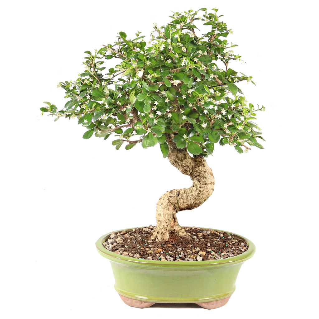 Fukien Tea - ST9925FT-V