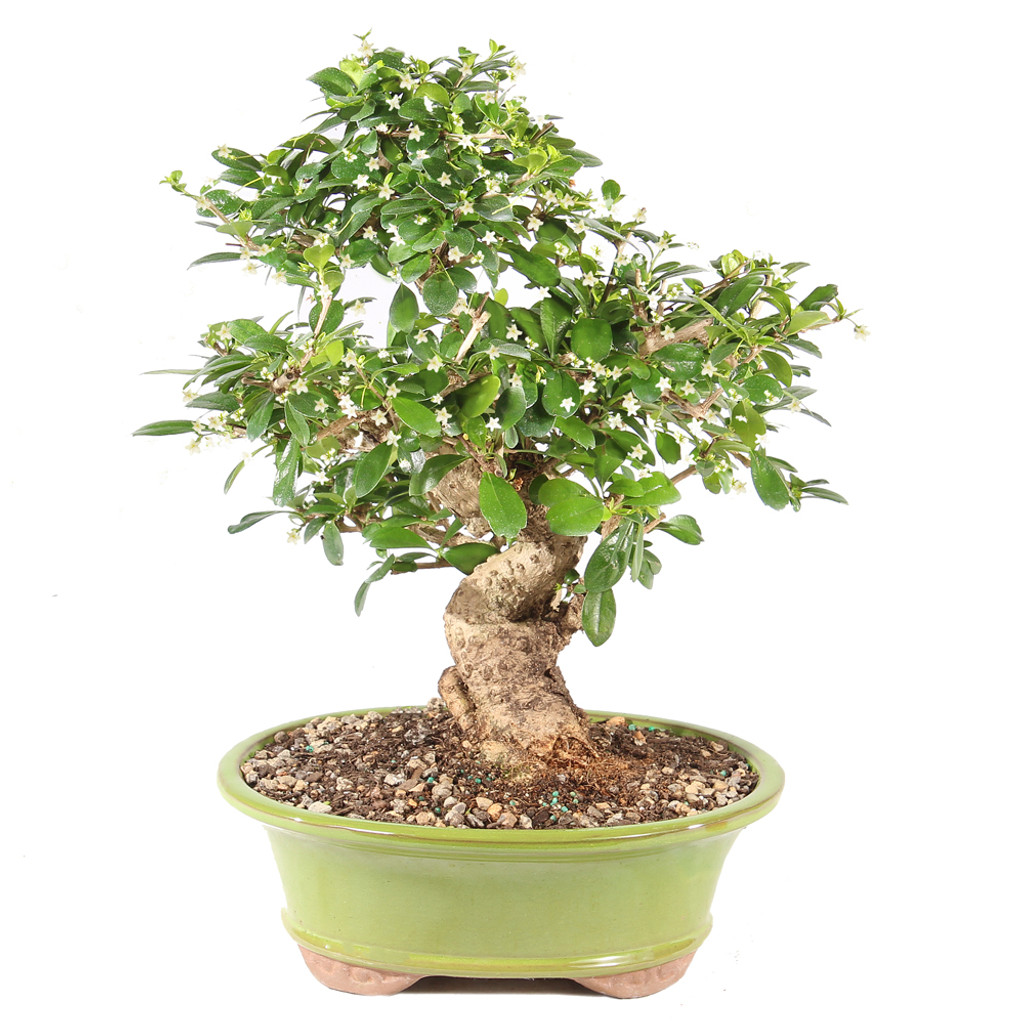 Fukien Tea - ST9925FT-W
