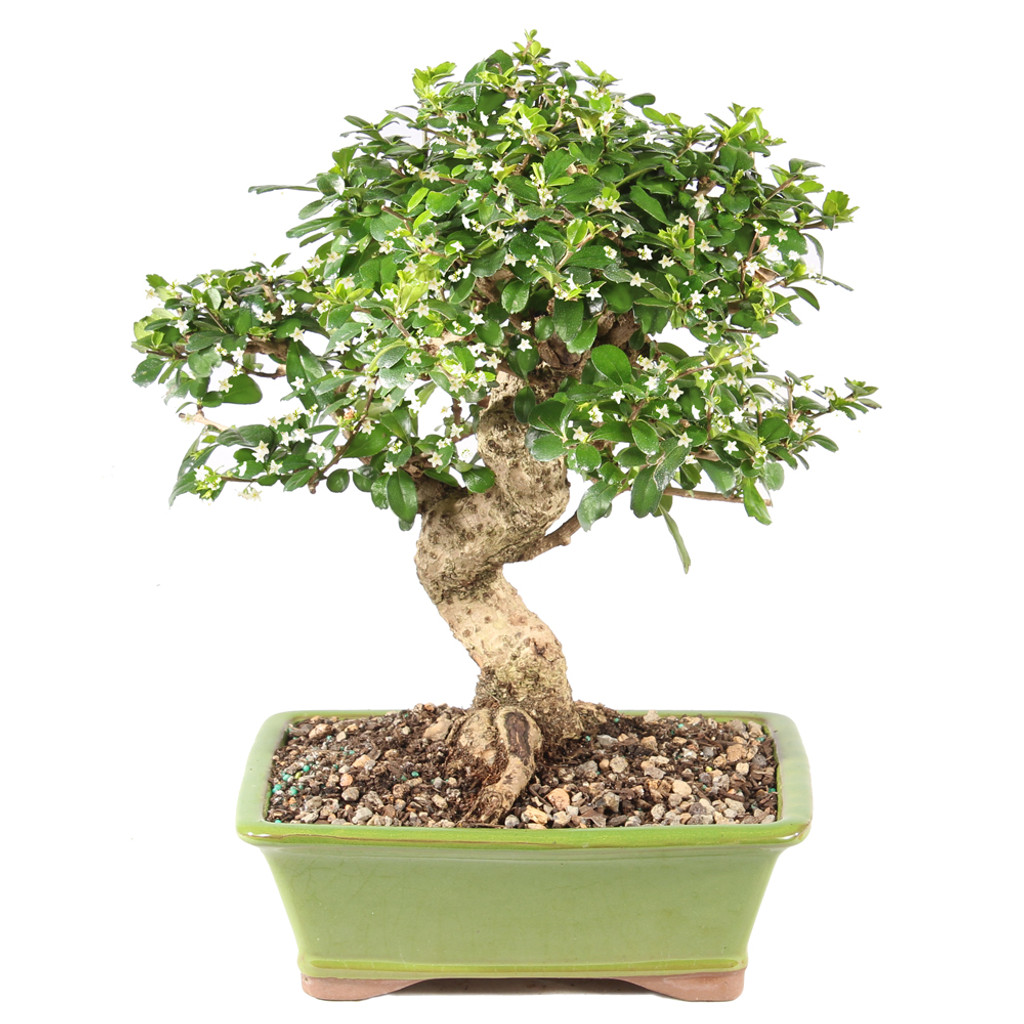 Fukien Tea - ST9925FT-X