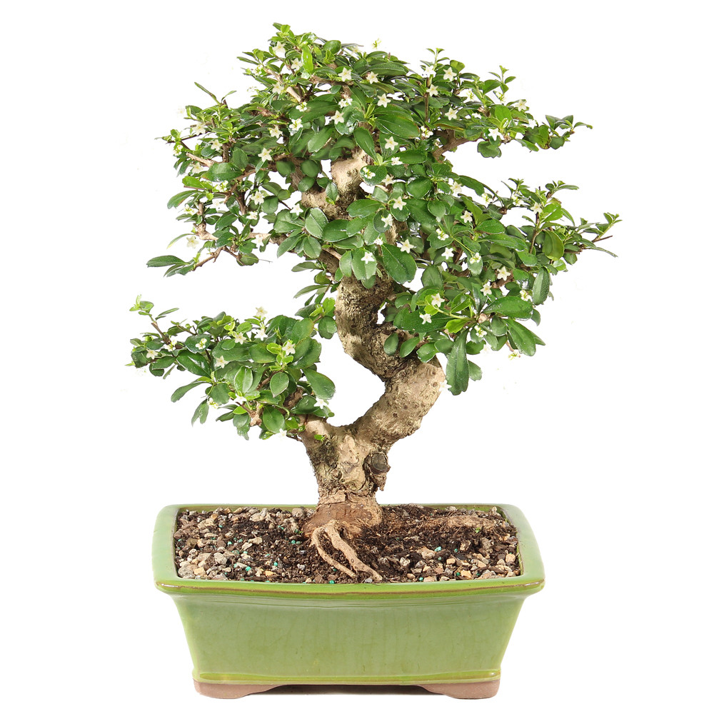 Fukien Tea - ST0125FT-C