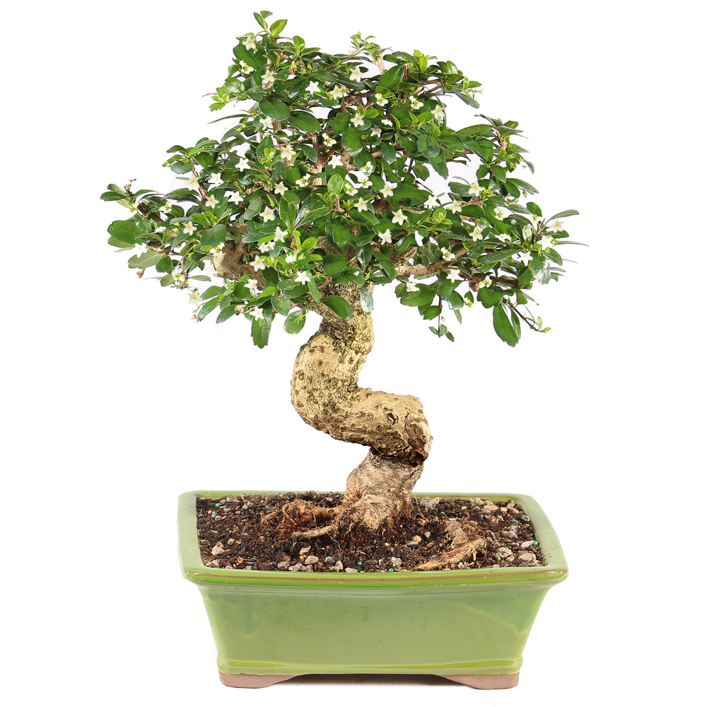 Fukien Tea - ST0125FT-I