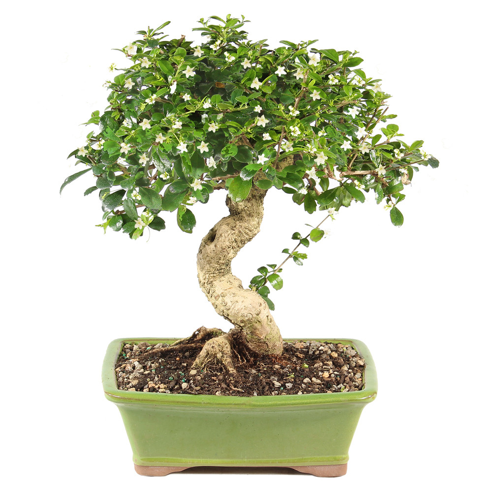 Fukien Tea - ST0125FT-L
