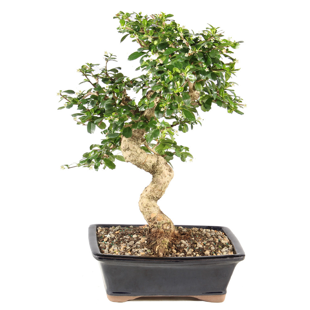 a small tree in a pot