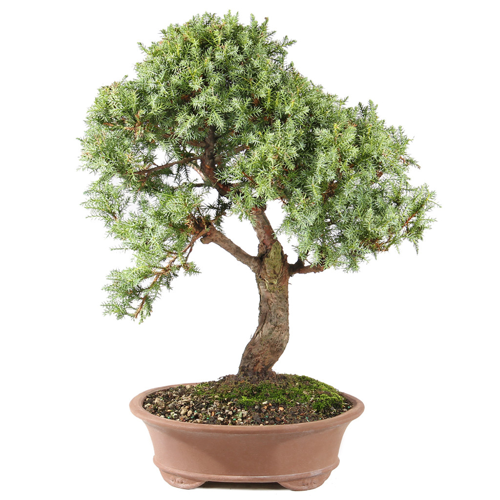 Needle Juniper - ST0225NJ-N