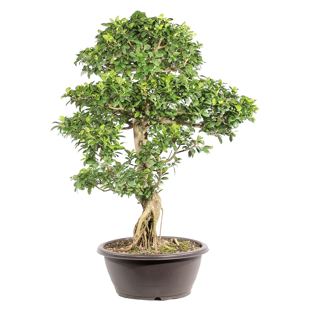 Ficus lefft side view 