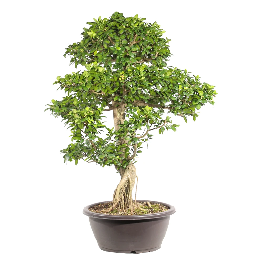 Ficus right side view 