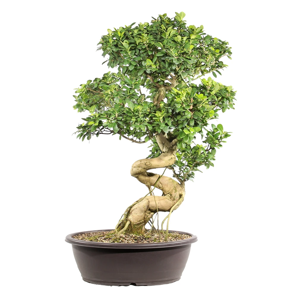 Ficus in a plastic bonsai container 
