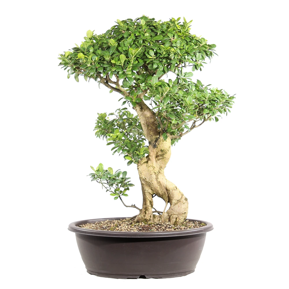 Ficus in a plastic bonsai container
