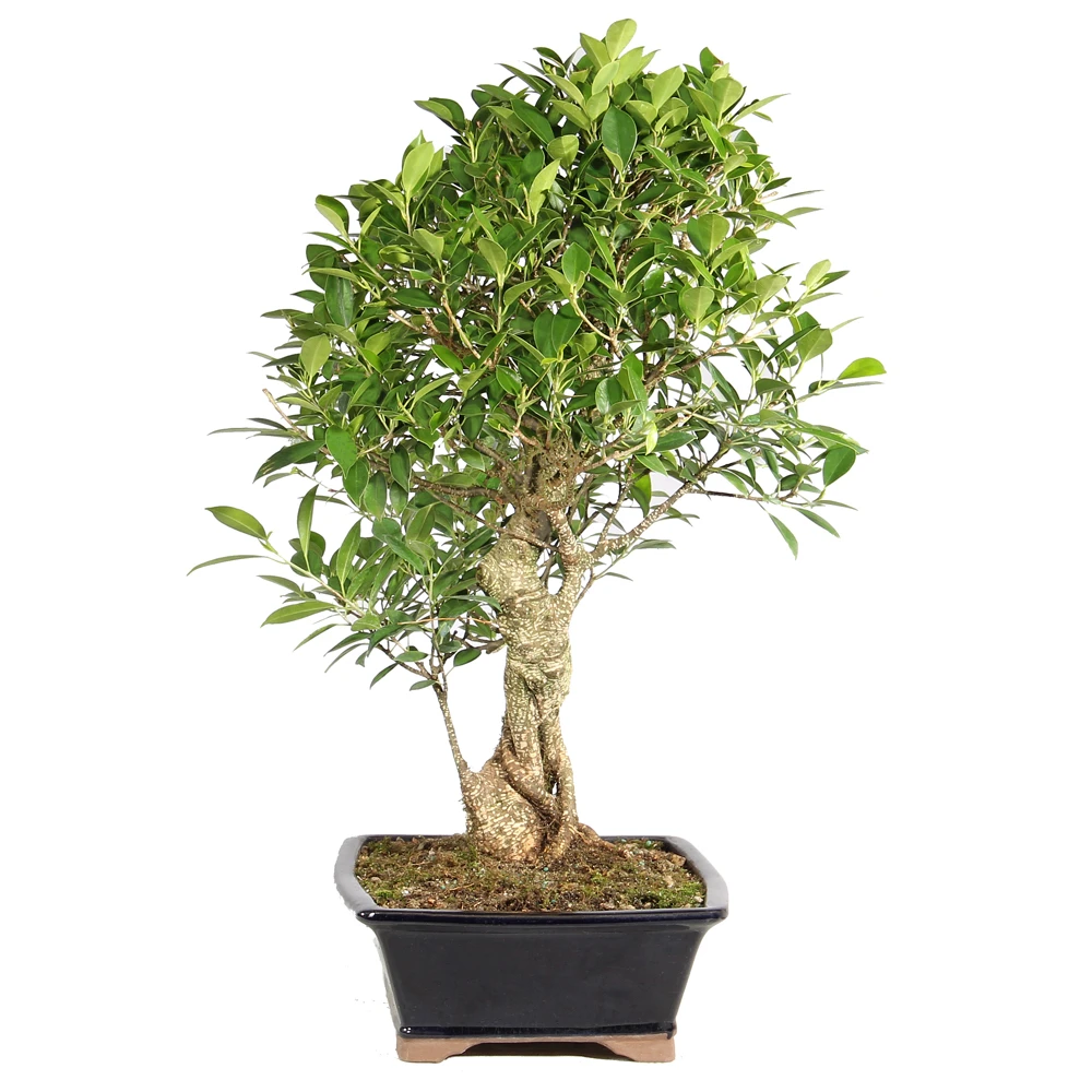 Golden Gate Ficus left side view