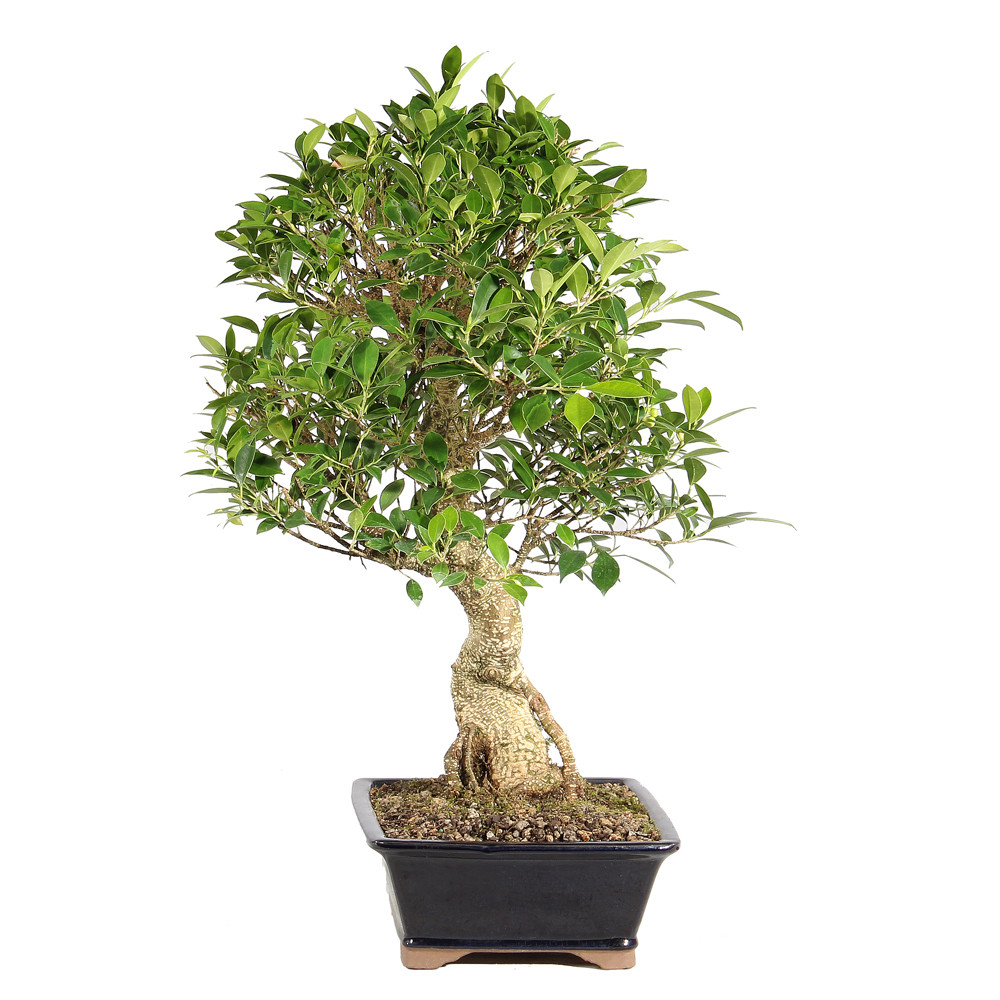 Ficus left side view 
