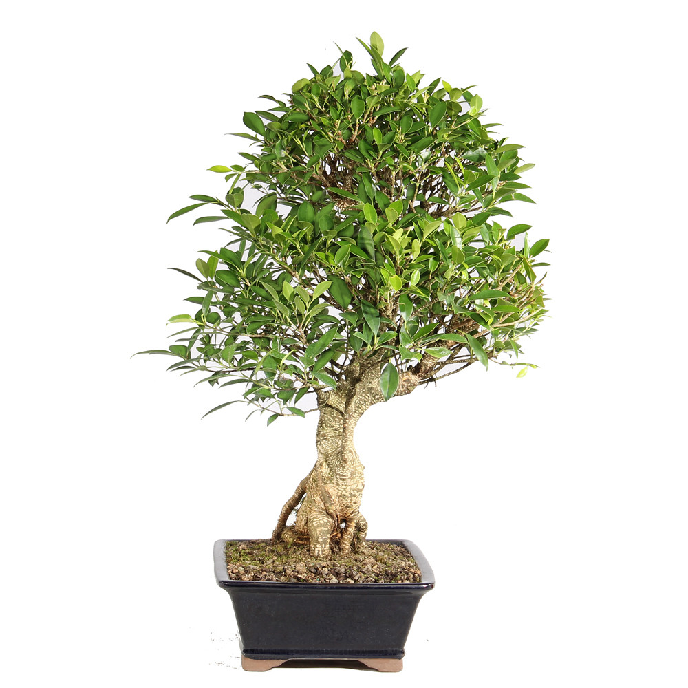 Ficus right side view 