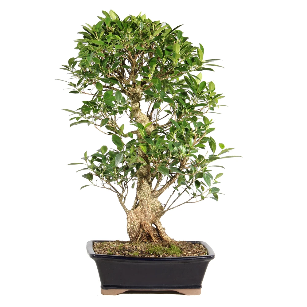 Ficus in a bonsai container 