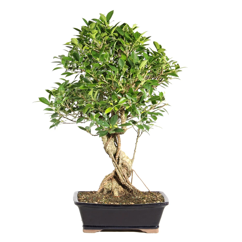 Ficus ion a bonsai container