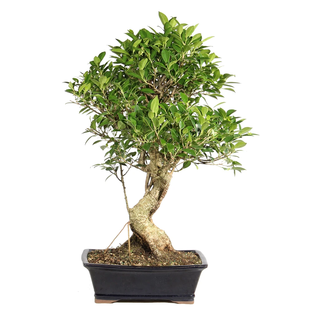 Ficus back view